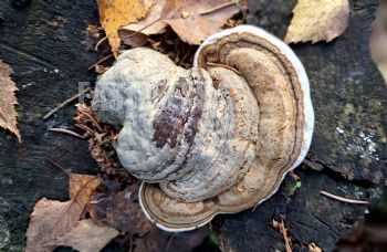 EA322964, Eastpress, Porvoo, Finland